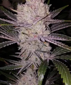 Orange Kush Cake Feminized Esrar Tohumu (ETHOS Genetics)