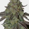 Oreoz Feminized Esrar Tohumu (MSNL)