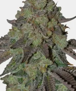Oreoz Feminized Esrar Tohumu (MSNL)