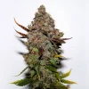 Original Skunk #1 Feminized Esrar Tohumu (Seedsman)