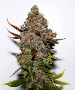 Original Skunk #1 Feminized Esrar Tohumu (Seedsman)