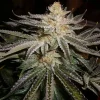 Original Sour Diesel Feminized Esrar Tohumu (The Cali Connection)