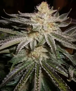Original Sour Diesel Feminized Esrar Tohumu (The Cali Connection)