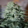 Original White Widow (IBL) Feminized Esrar Tohumu (Paradise Seeds)