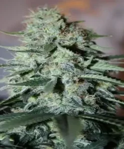 Original White Widow (IBL) Feminized Esrar Tohumu (Paradise Seeds)