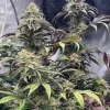 Papaya Sherbet™ Feminized Esrar Tohumu (Fast Buds)
