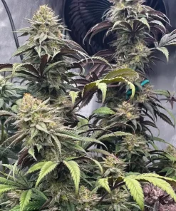 Papaya Sherbet™ Feminized Esrar Tohumu (Fast Buds)