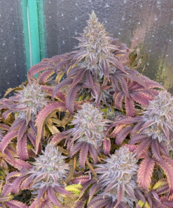 Papaya Sherbet™ Feminized Esrar Tohumu (Fast Buds)