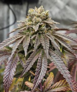 Papaya Sherbet™ Feminized Esrar Tohumu (Fast Buds)