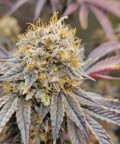 Papaya Sherbet™ Feminized Esrar Tohumu (Fast Buds)