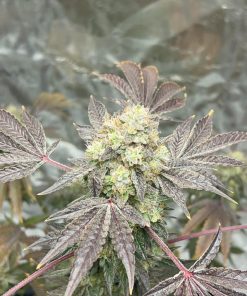 Papaya Sherbet™ Feminized Esrar Tohumu (Fast Buds)