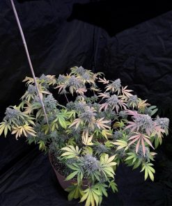 Papaya Sherbet™ Feminized Esrar Tohumu (Fast Buds)