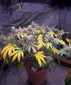 Papaya Sherbet™ Feminized Esrar Tohumu (Fast Buds)