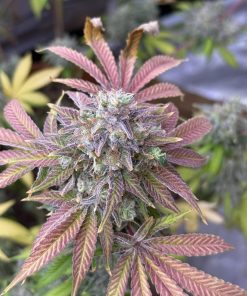 Papaya Sherbet™ Feminized Esrar Tohumu (Fast Buds)