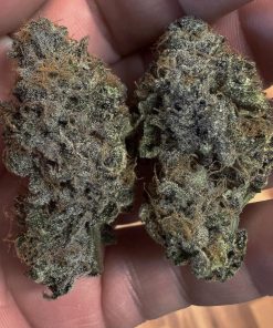 Papaya Sherbet™ Feminized Esrar Tohumu (Fast Buds)