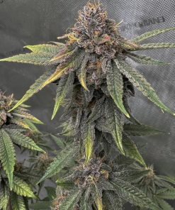 Papaya Sherbet™ Feminized Esrar Tohumu (Fast Buds)