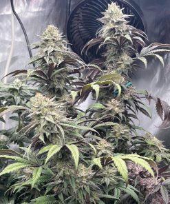 Papaya Sherbet™ Feminized Esrar Tohumu (Fast Buds)
