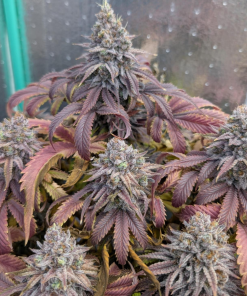 Papaya Sherbet™ Feminized Esrar Tohumu (Fast Buds)