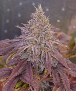 Papaya Sherbet™ Feminized Esrar Tohumu (Fast Buds)