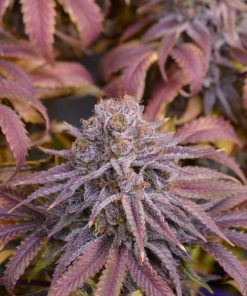 Papaya Sherbet™ Feminized Esrar Tohumu (Fast Buds)