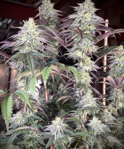 Papaya Sherbet™ Feminized Esrar Tohumu (Fast Buds)