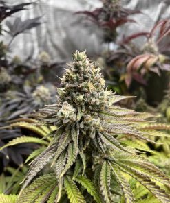 Papaya Sherbet™ Feminized Esrar Tohumu (Fast Buds)