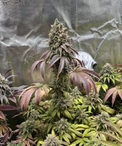 Papaya Sherbet™ Feminized Esrar Tohumu (Fast Buds)