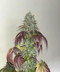 Papaya Sherbet™ Feminized Esrar Tohumu (Fast Buds)