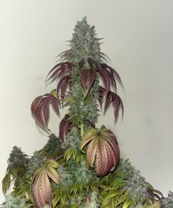 Papaya Sherbet™ Feminized Esrar Tohumu (Fast Buds)