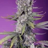 Papaya Zoap F1 Fast Version Feminized Esrar Tohumu (Sweet Seeds)