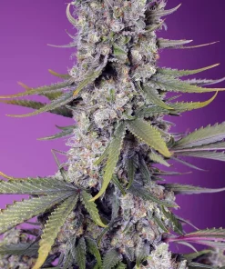 Papaya Zoap F1 Fast Version Feminized Esrar Tohumu (Sweet Seeds)