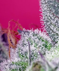 Papaya Zoap F1 Fast Version Feminized Esrar Tohumu (Sweet Seeds)