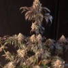 Papayton™ Feminized Esrar Tohumu (Fast Buds)