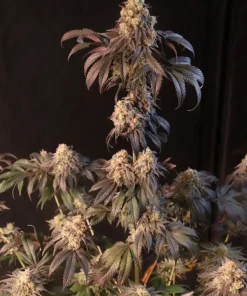 Papayton™ Feminized Esrar Tohumu (Fast Buds)