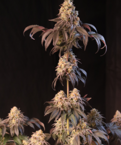 Papayton™ Feminized Esrar Tohumu (Fast Buds)