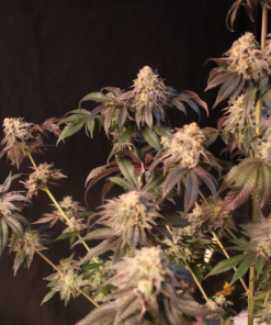 Papayton™ Feminized Esrar Tohumu (Fast Buds)