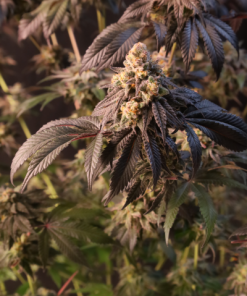 Papayton™ Feminized Esrar Tohumu (Fast Buds)