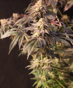 Papayton™ Feminized Esrar Tohumu (Fast Buds)