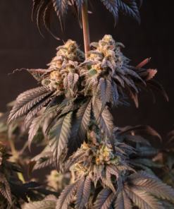Papayton™ Feminized Esrar Tohumu (Fast Buds)