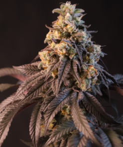 Papayton™ Feminized Esrar Tohumu (Fast Buds)