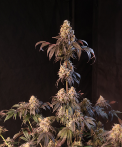 Papayton™ Feminized Esrar Tohumu (Fast Buds)