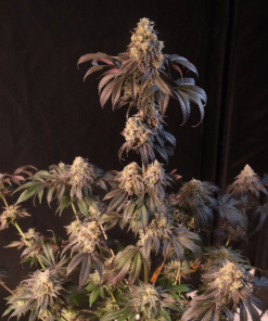 Papayton™ Feminized Esrar Tohumu (Fast Buds)