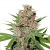 Passion Fruit Feminized Esrar Tohumu (Dutch Passion)