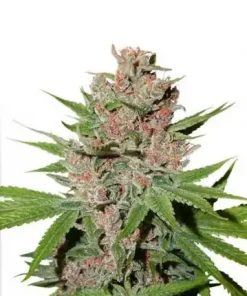 Passion Fruit Feminized Esrar Tohumu (Dutch Passion)