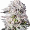 Permanent Marker seeds Feminized Esrar Tohumu (WeedSeedsExpress)