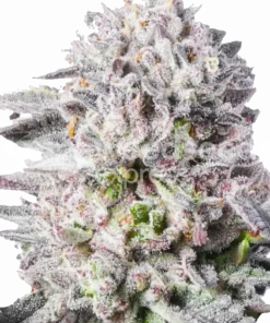 Permanent Marker seeds Feminized Esrar Tohumu (WeedSeedsExpress)