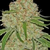 Phantom OG Feminized Esrar Tohumu (Barney's Farm)