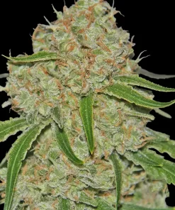 Phantom OG Feminized Esrar Tohumu (Barney's Farm)