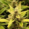 Pineapple Express Auto Fem Esrar Tohumu (G13 Labs)