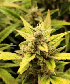 Pineapple Express Auto Fem Esrar Tohumu (G13 Labs)